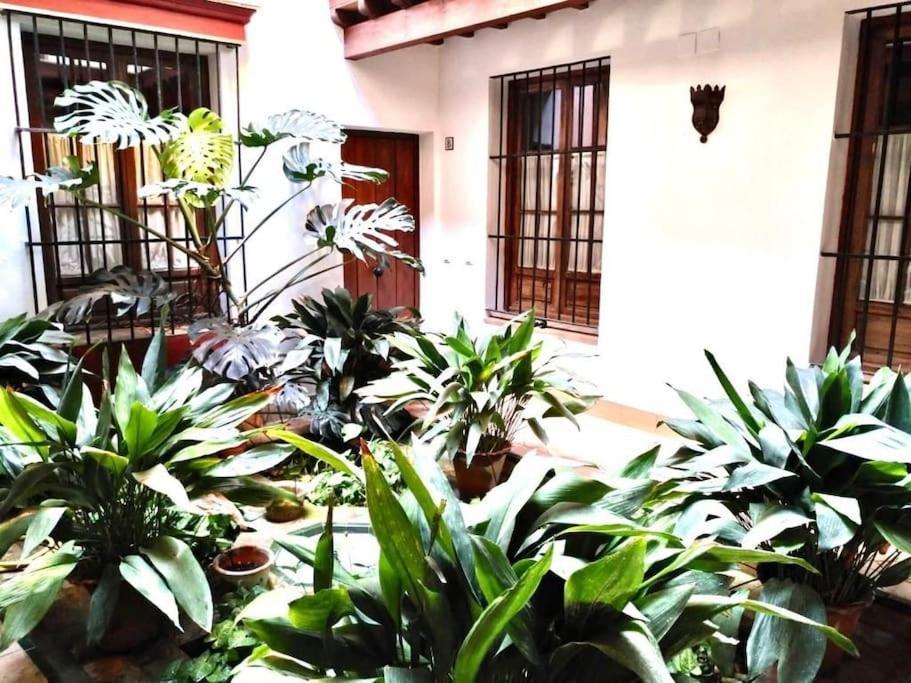 Loft & Private Rooftop With Bbq Siviglia Esterno foto